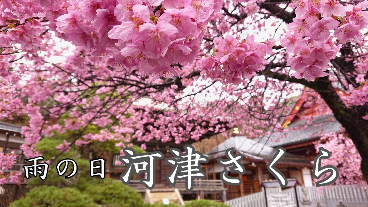 雨引観音と河津桜、雨の日散歩