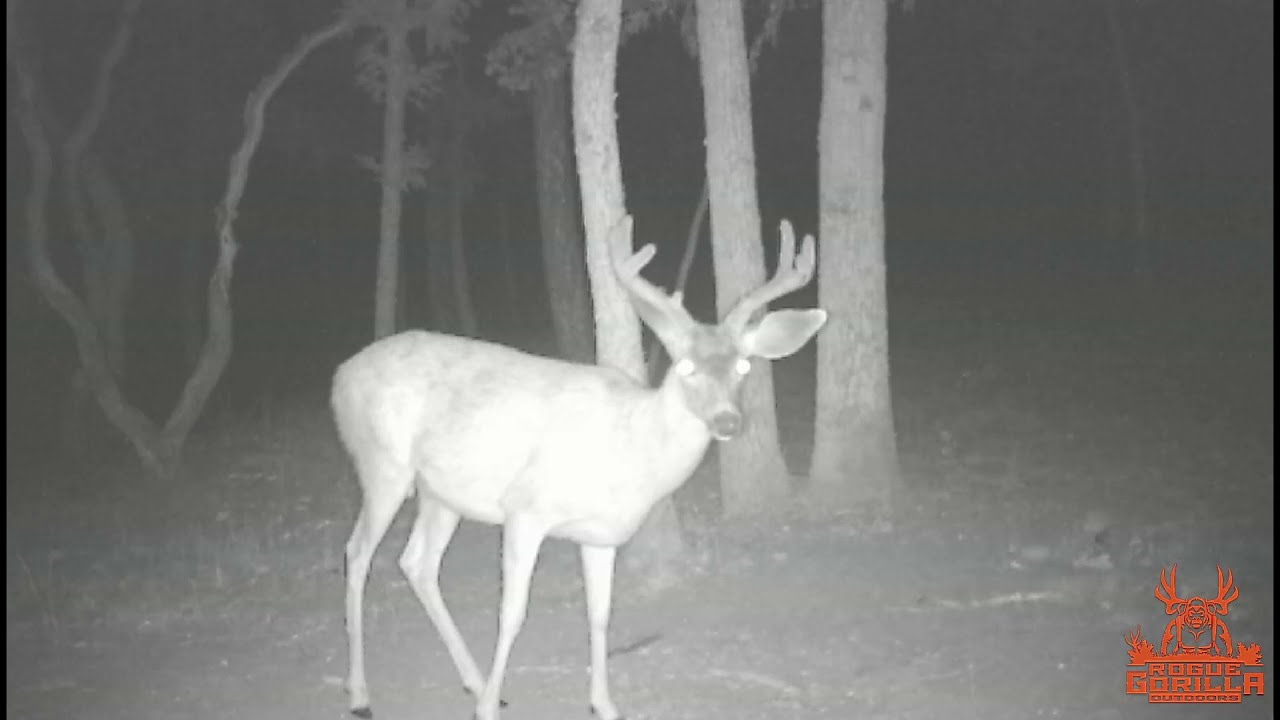 2020 Blacktail Buck Mash All Videos Ep. 2