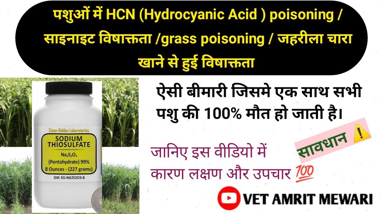 Cyanide poisoning in cattle | पशुओं में HCN poisoning | पशुओं की जहरीला खाना खाने से मौत | grass