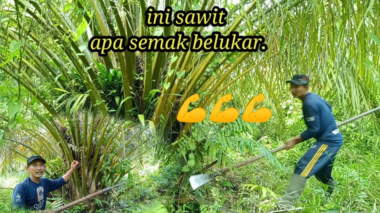 EDAN‼️💪 PRUNING SAWIT SUPER GONDRONG 💪