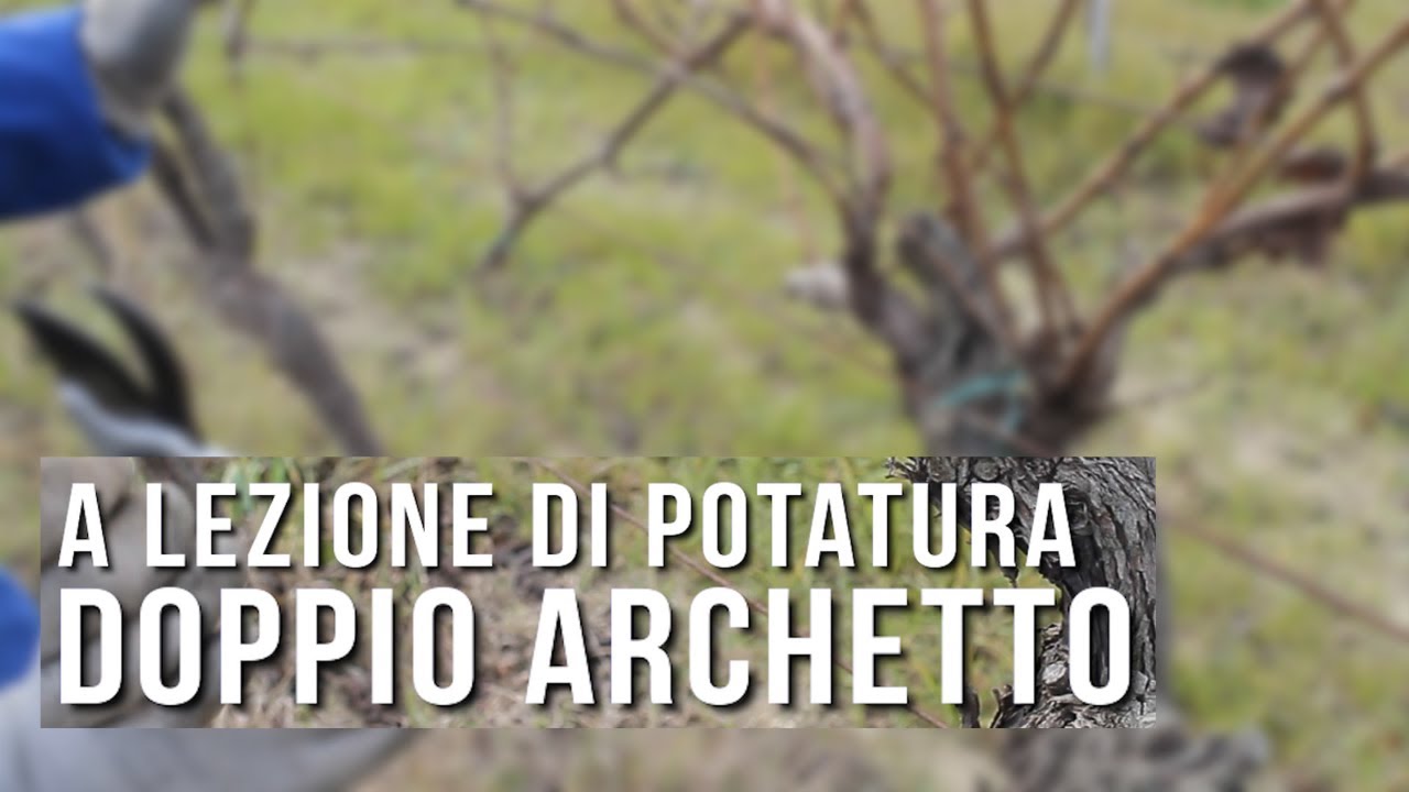 A lezione di potatura: Doppio Archetto - Life VITISOM x Conti degli Azzoni
