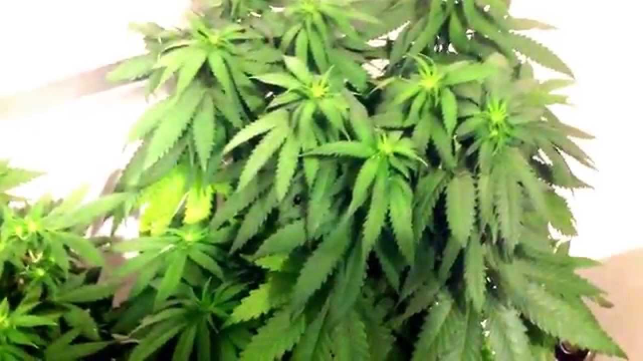 Dinachem & Kush n Cheese in flower
