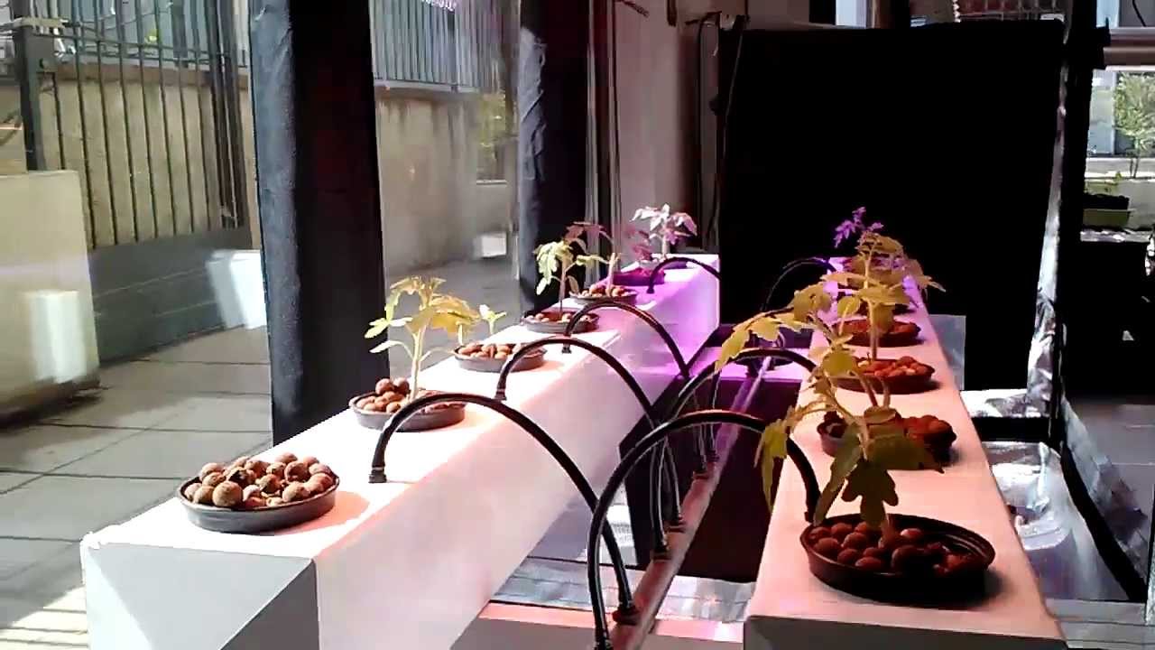 AeroFlo in Azione Botanica Urbana GrowShop