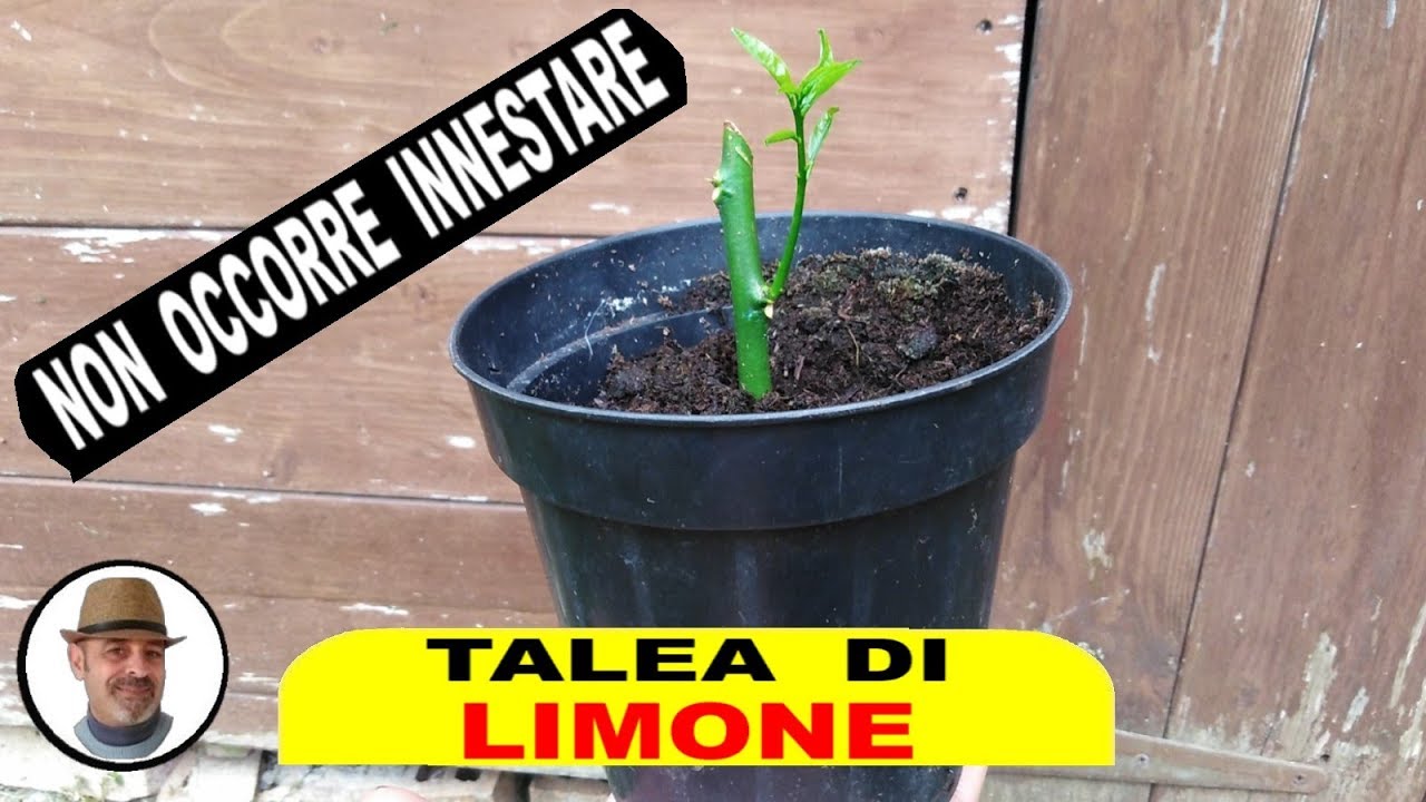 TALEA DI LIMONE tutti i segreti, TALEA DE LIM&Oacute;N todos los secretos, LEMON TALEA all the secrets