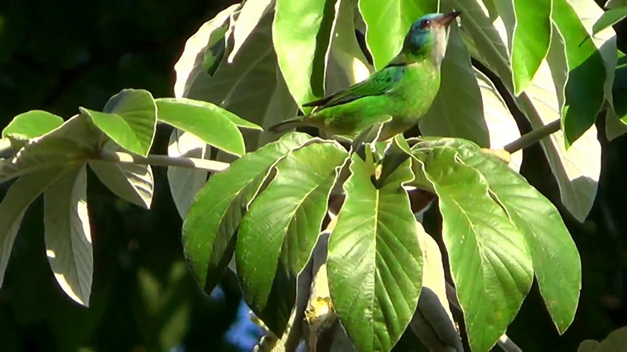 SA&Iacute;-AZUL f&ecirc;mea (DACNIS CAYANA), BLUE DACNIS, SA&Iacute;RA-DE-BICO-FINO, AZULEGO, SA&Iacute;-BICUDO.