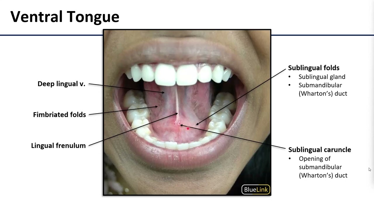 5 Tongue Innervation