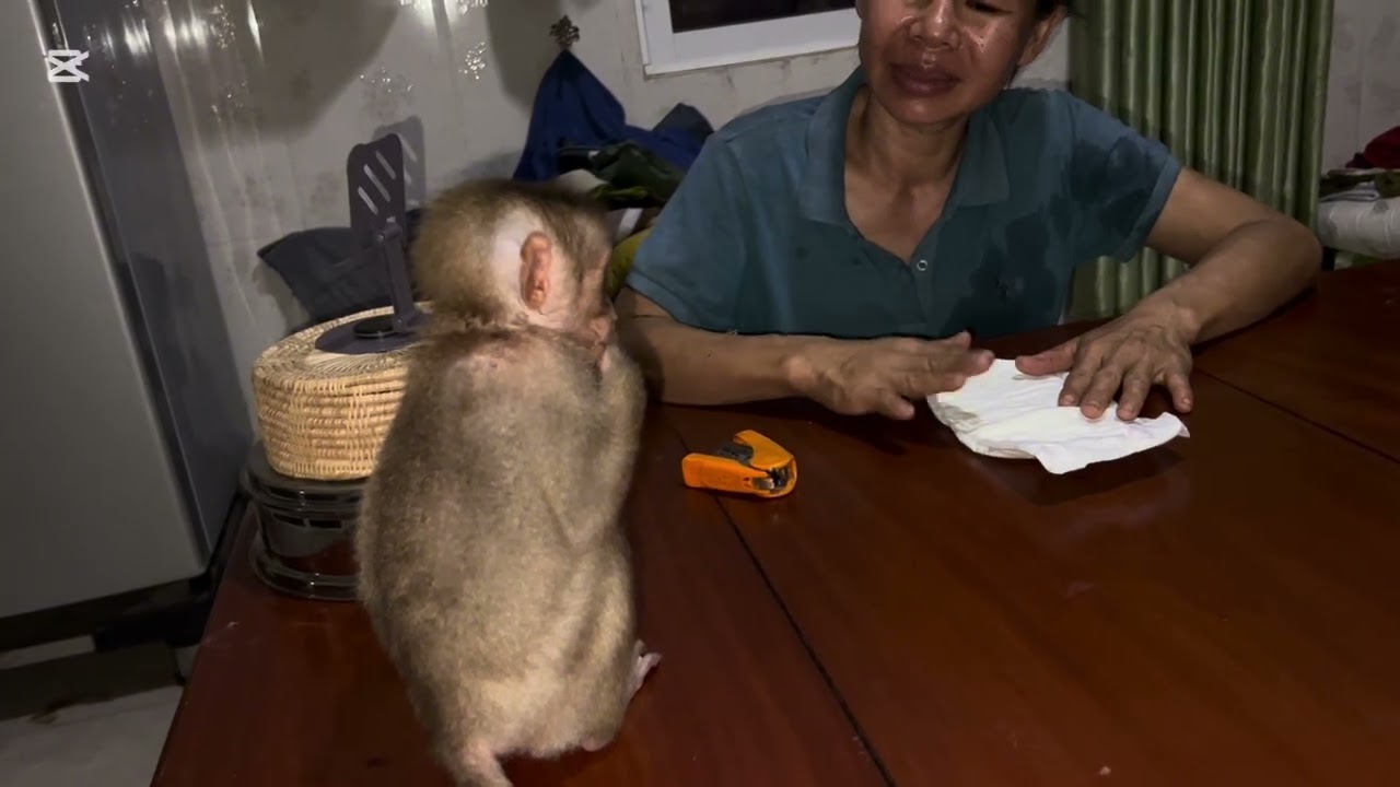 Today Mary doesn’t want to take a shower #monkey #animals #asmr