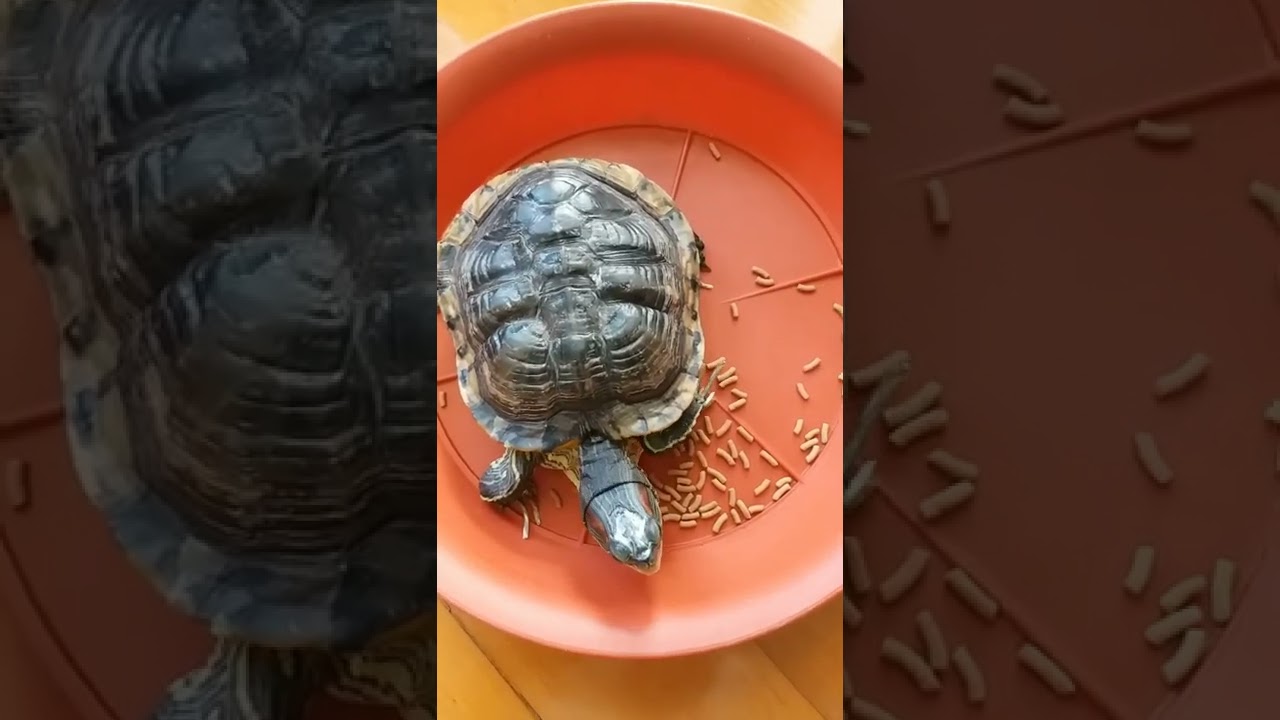 Feeding time 16 y/o turtle #short#shorts#video#videos