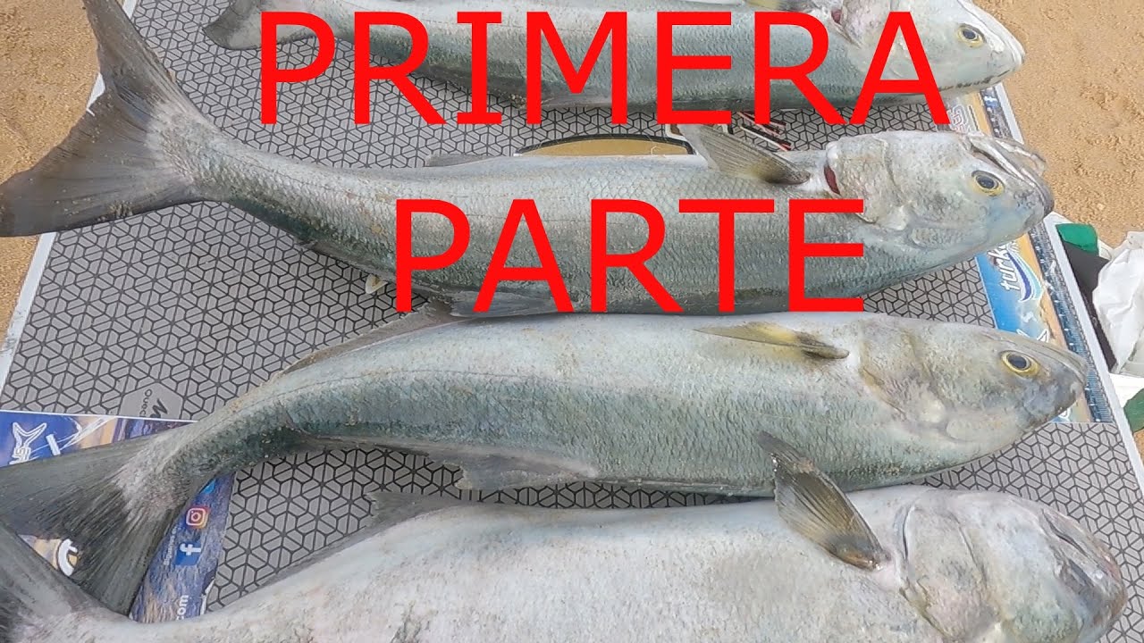 PESCA SURFCASTING NOCHE BRUTAL DEPREDADORES Y DE DIA A LA DORADA PRIMERA PARTE