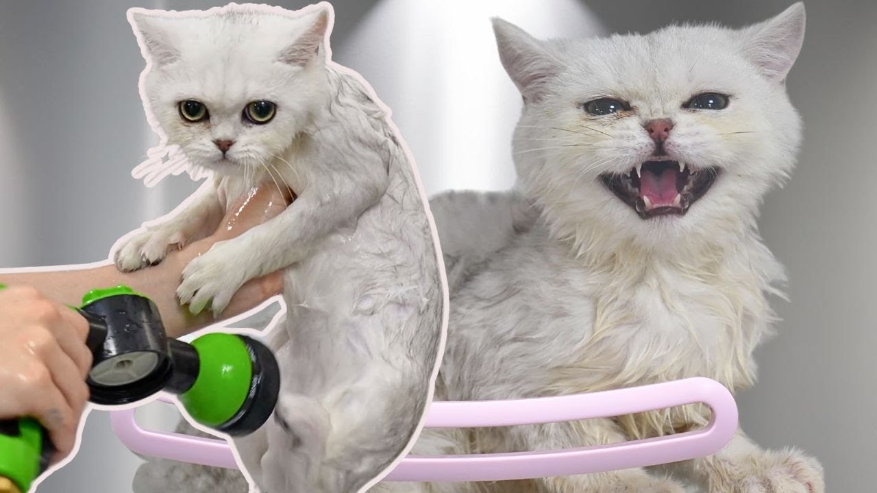 This kittens purrs will heal your entire soul | British Shorthair