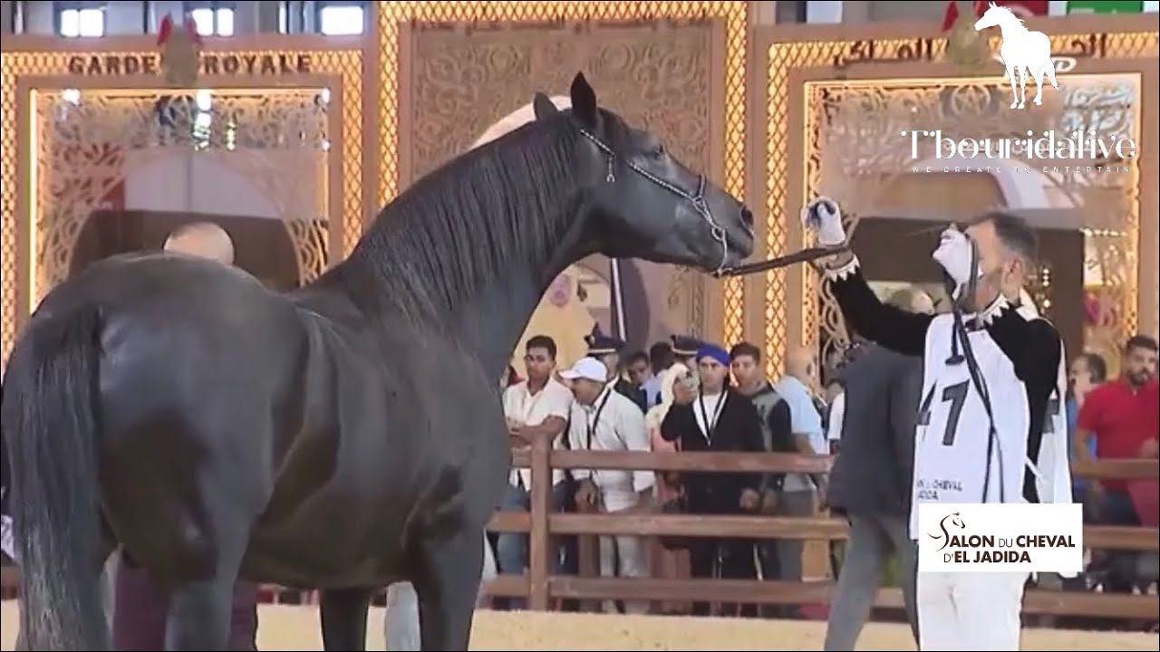 البطل و البطلة بكأس الابطال صنف الخيول العربية البربرية يوم الجمعة في معرض دار الفرس 2022