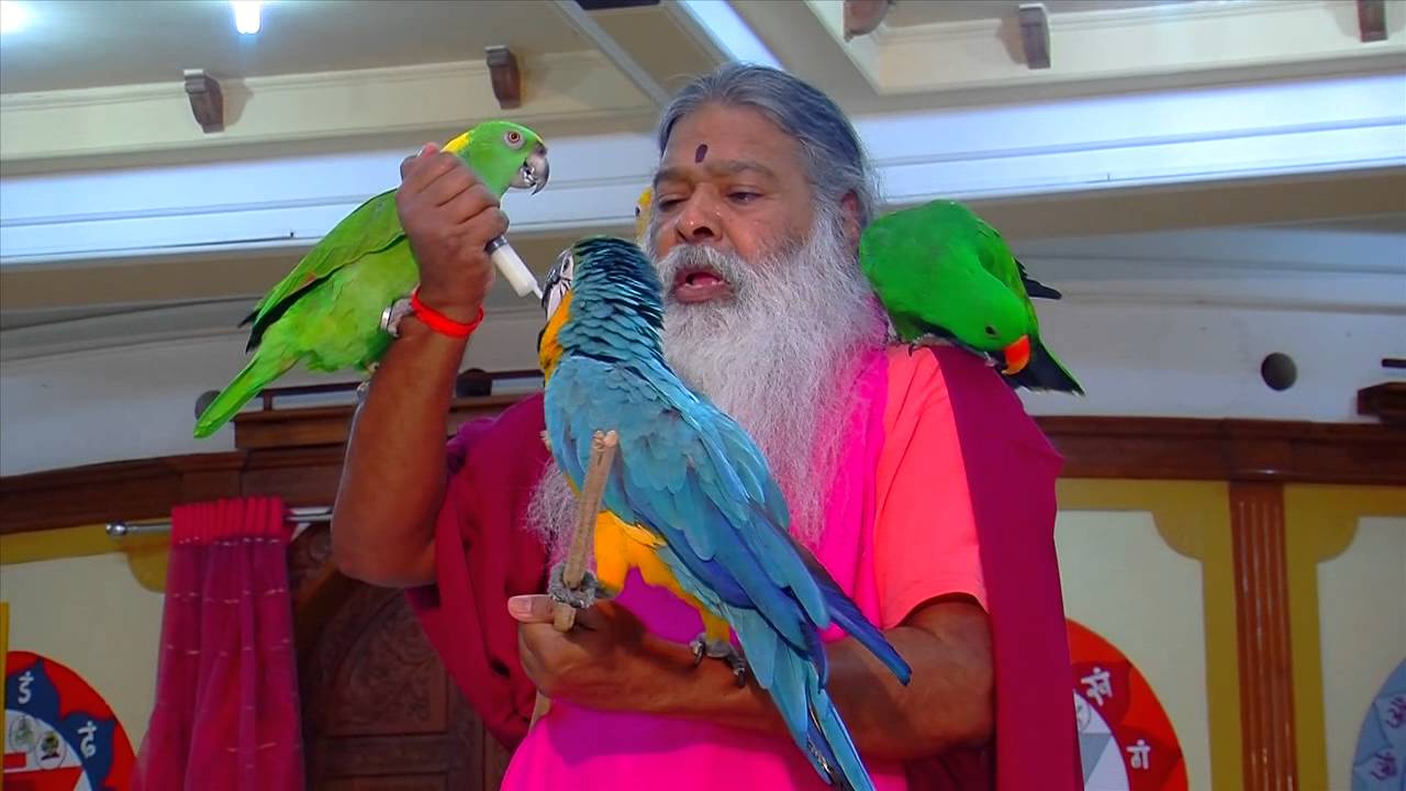 Birds Zodiac - meditation music clip with bird sounds