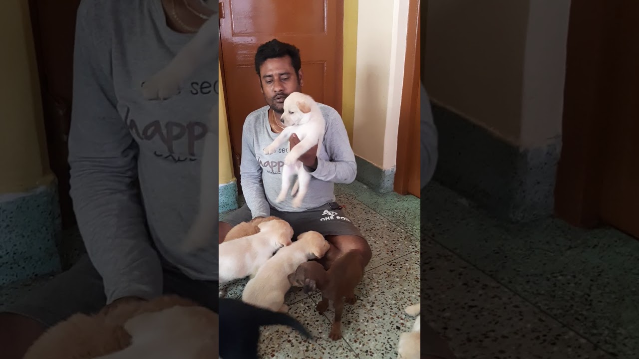 All quality healthy puppies available