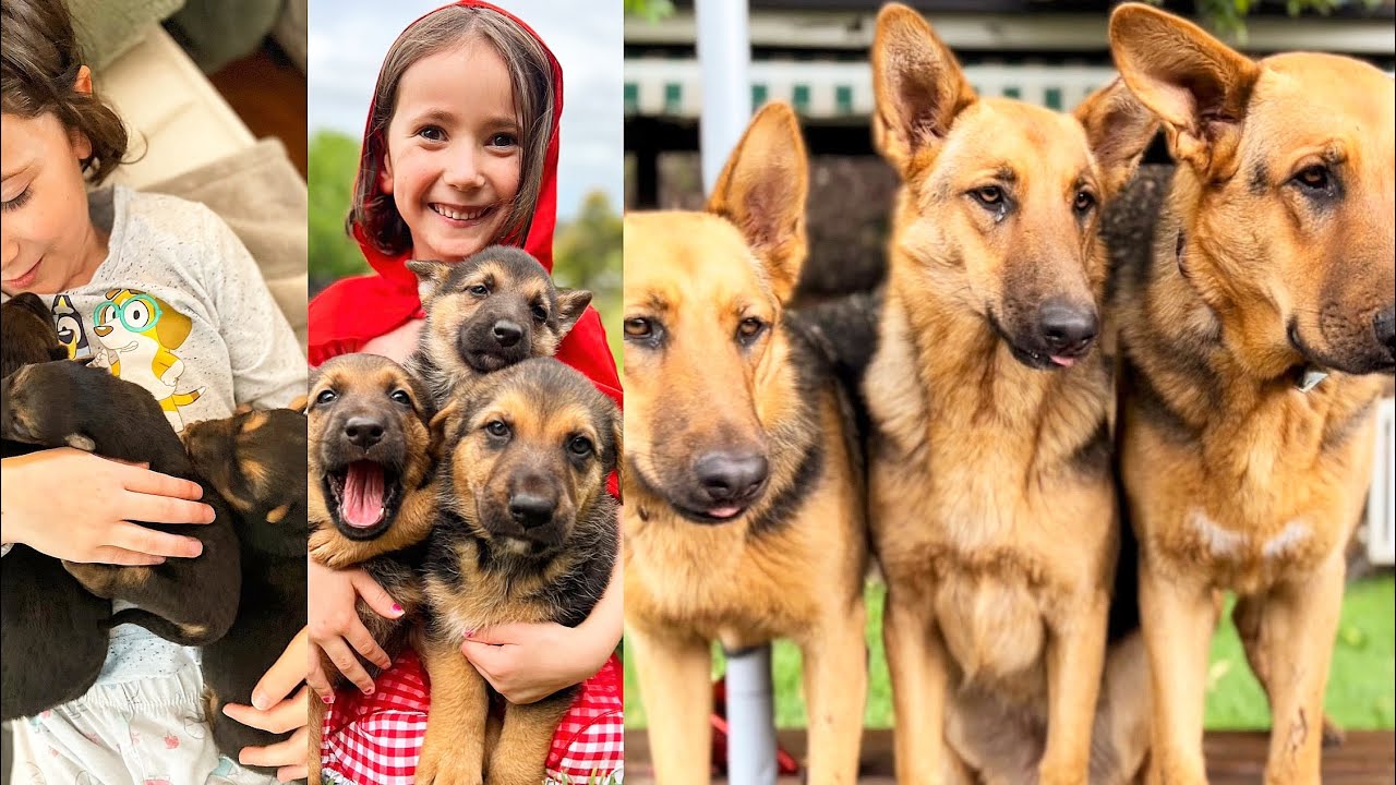 Baby Puppy to Adult Dog | German Shepherd Littermates Grows Up