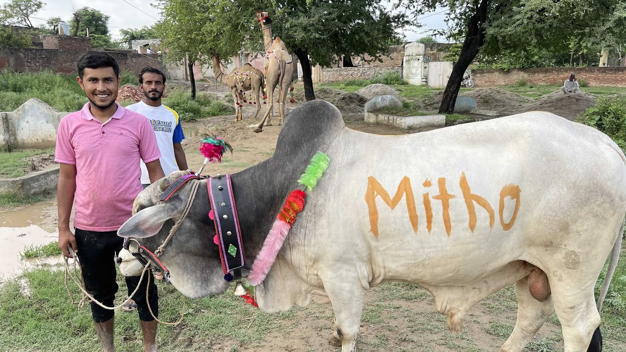 Mitho Ko Pory Village Ka Tour Karwaya