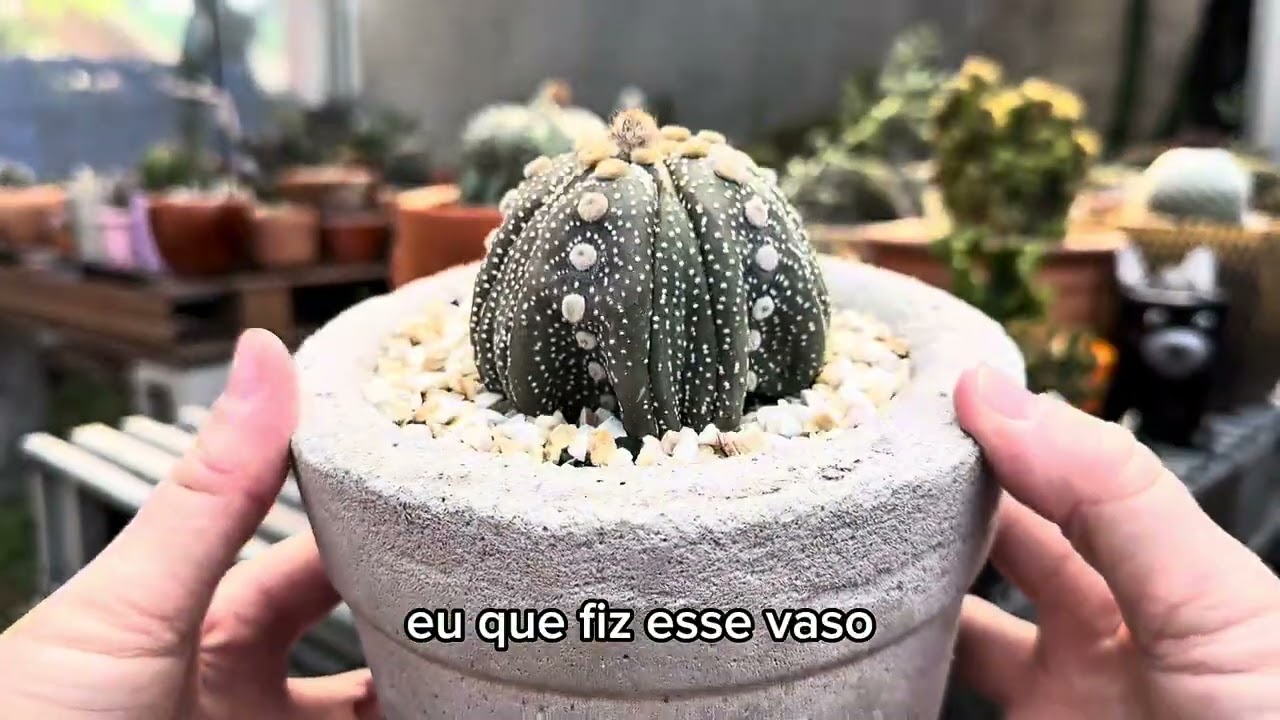 Vasos para Cactos: Como escolher o ideal