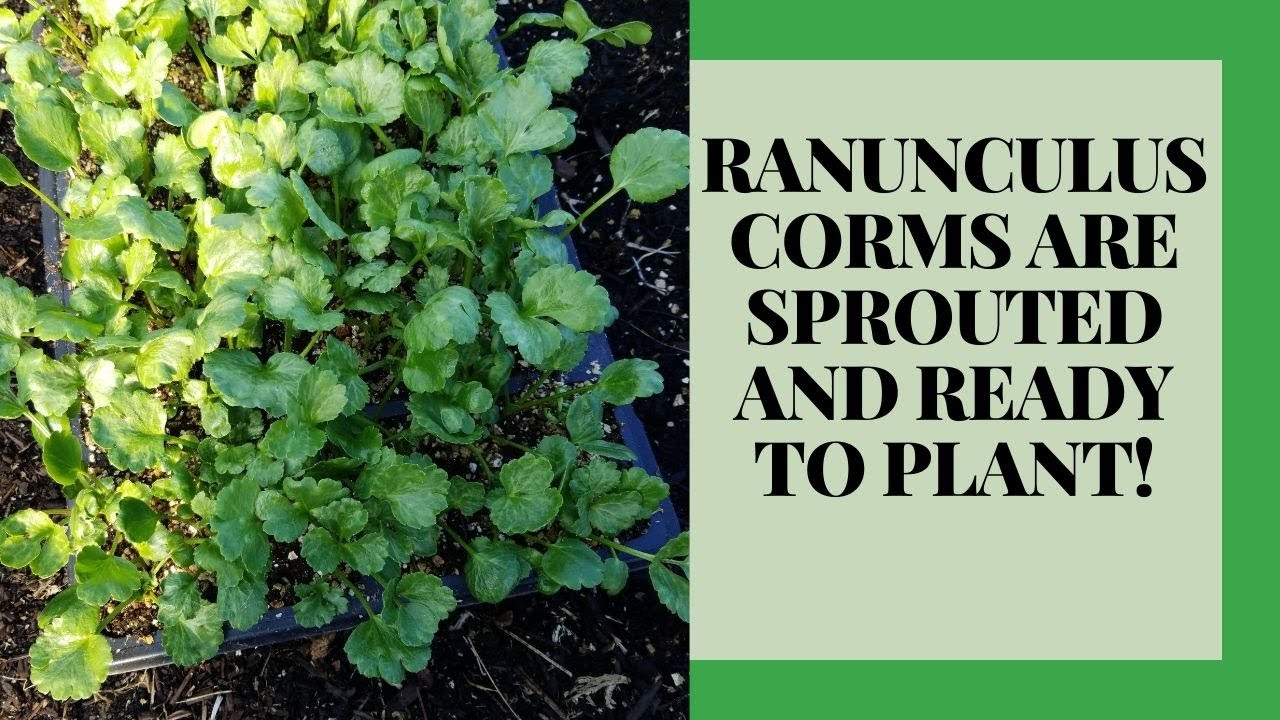 Ranunculus: New Methods for Fall Planting