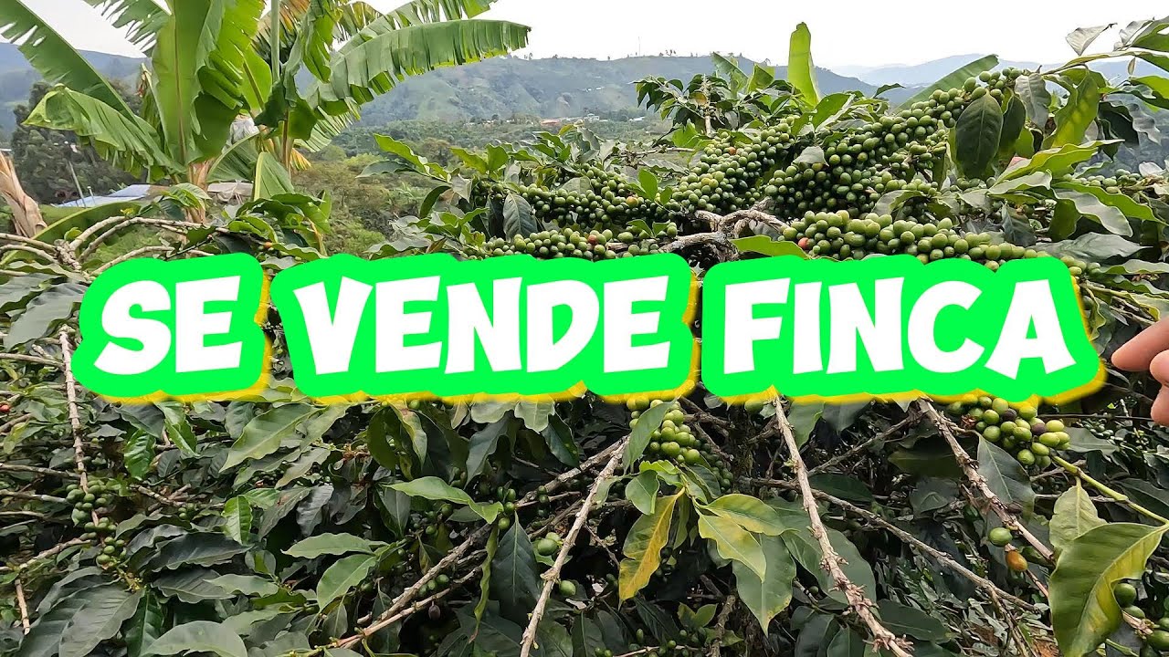 Finca Cafetera en venta Garz&oacute;n Huila Colombia