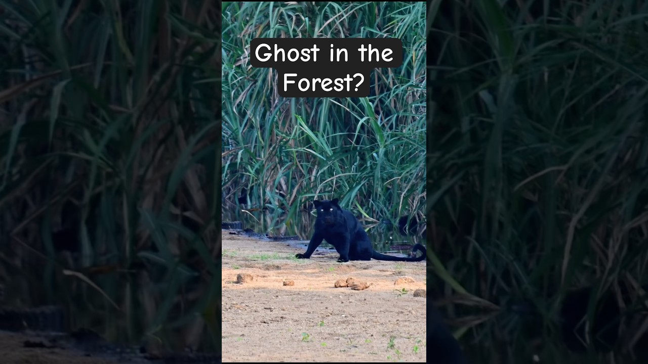 നമ്മുടെ കാടുകളിൽ Black Panther ഉണ്ടോ?