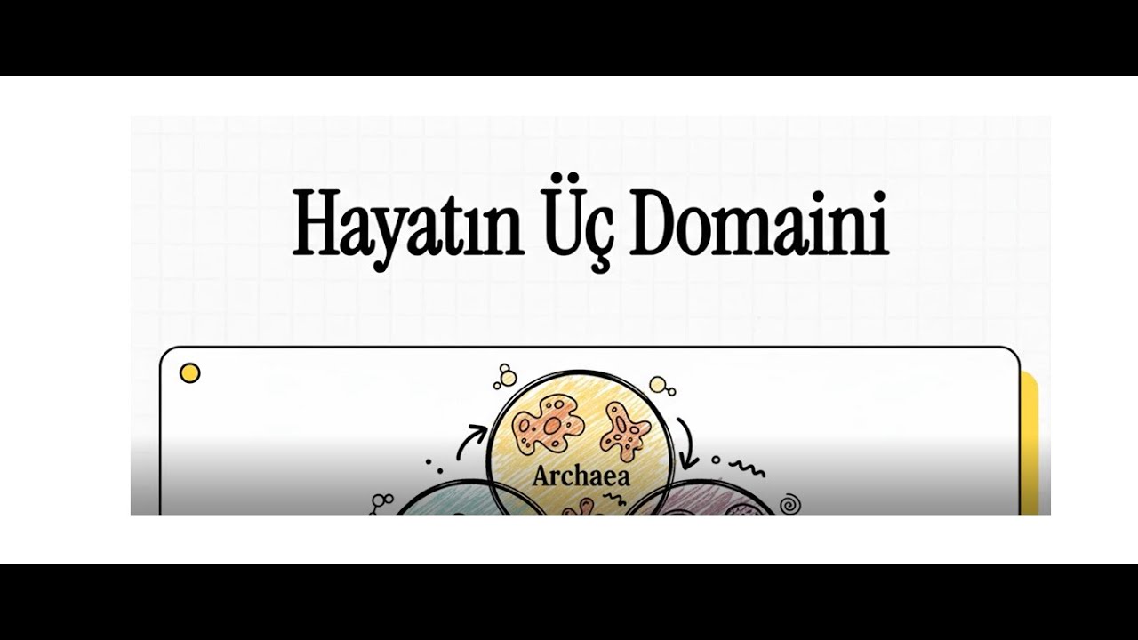 9. Sınıf Biyoloji | Maarif Modeli | Üç Domain