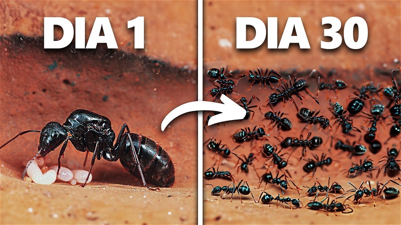 Simulando uma Col&ocirc;nia de Formigas Por 30 Dias