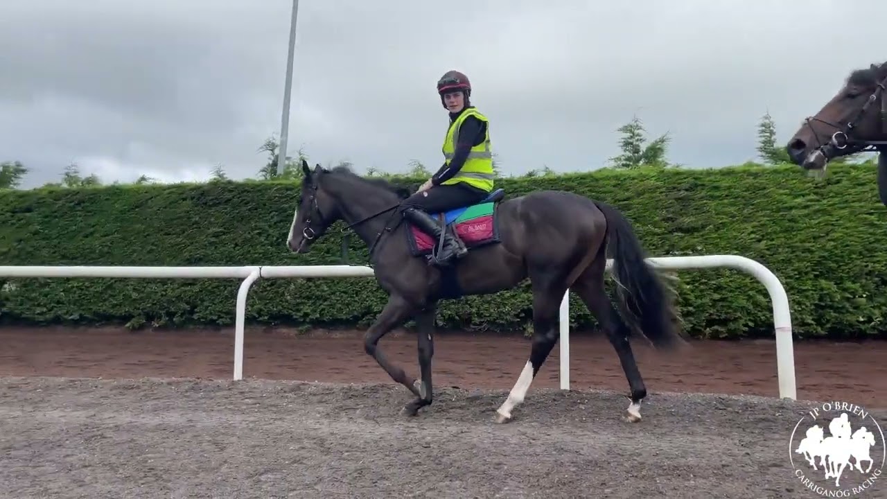 LECH Racing: Domovoy does some gentle exercise up Owning Hill - July 2023