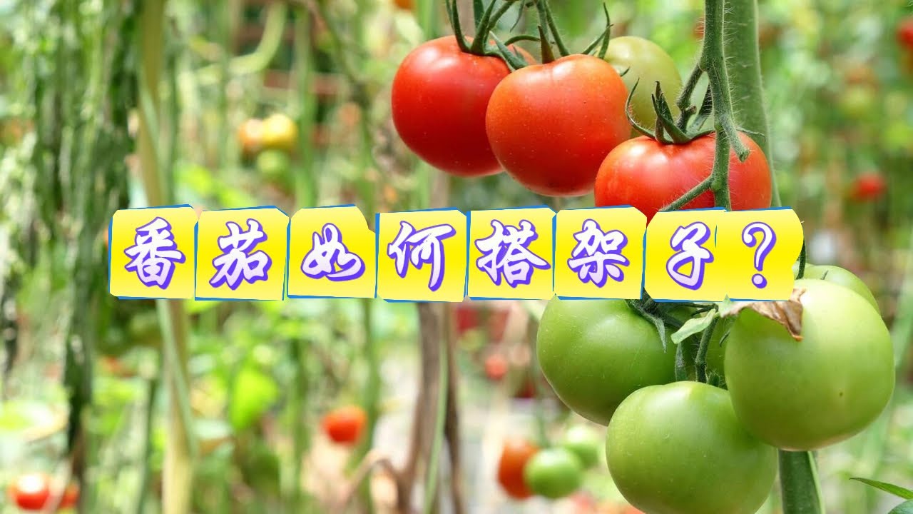 番茄如何搭架子？ #菜園 #每天分享蔬菜種植技巧 #番茄種植 #純天然綠色蔬菜 #種植小技巧