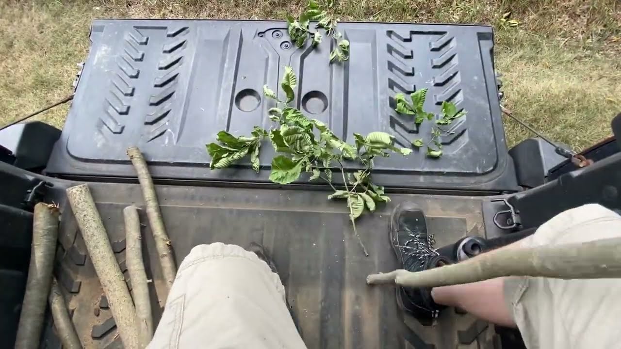 Creating a Hickory Walking Stick