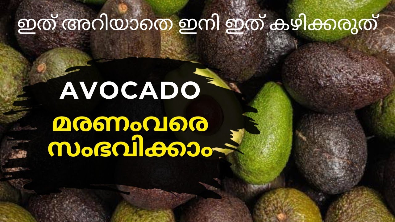 മരണം വരെ സംഭവിക്കാൻ സാധ്യത ഉള്ള Avocado പഴം കഴിക്കുന്നതിനു മുന്നേ അറിഞ്ഞിരിക്കേണ്ട കാര്യങ്ങൾ 