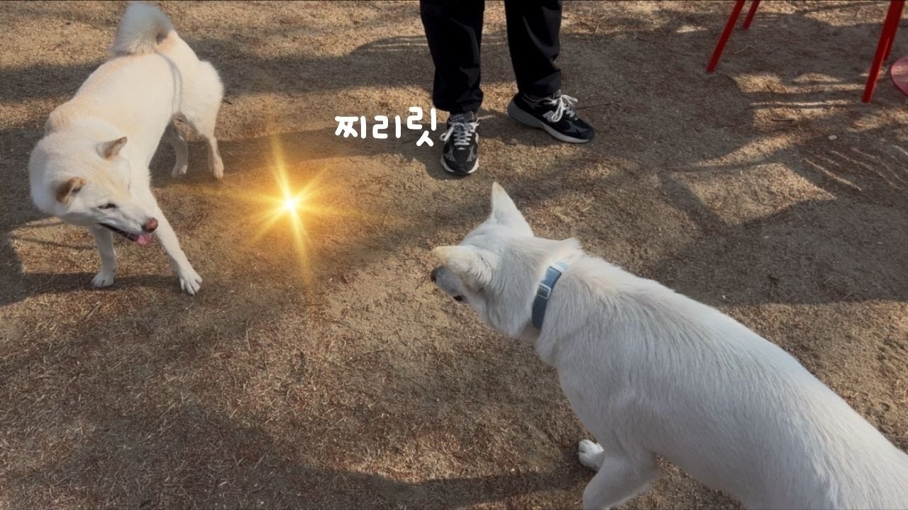 상성이 안맞는 진도와 시바