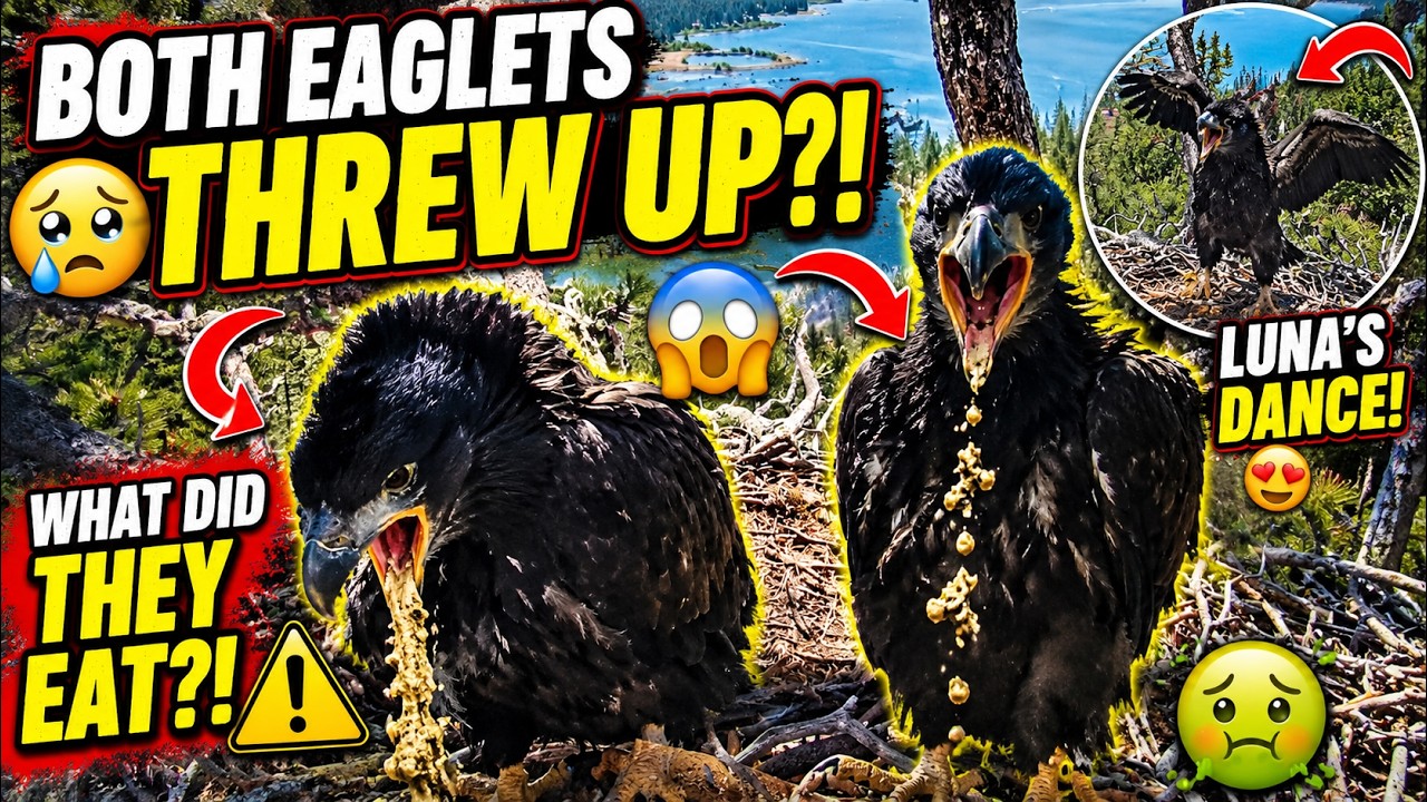 Why Were BOTH Eaglets Vomiting? 🤢 Nobody Expected This! 🤯 Luna Started Dancing Like Crazy at the End