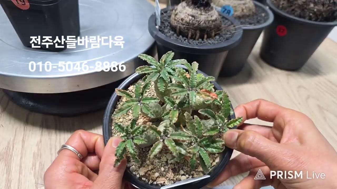 전주산들바람다육 라이브 방송