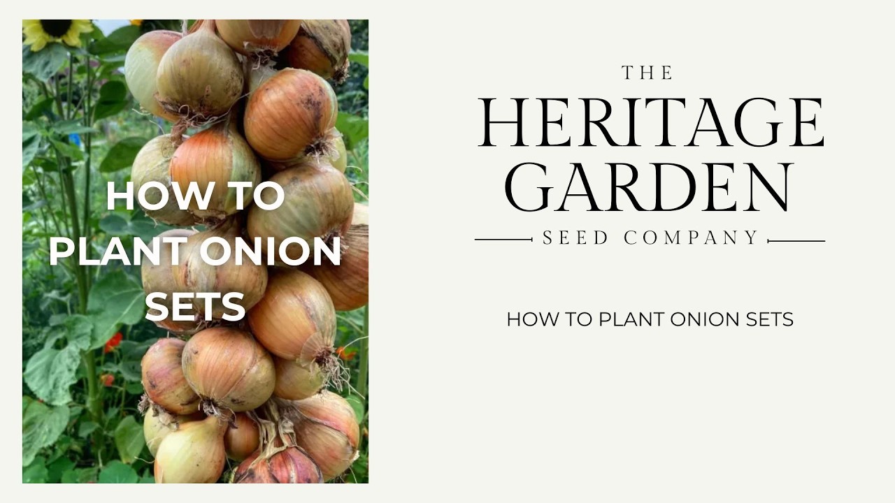 Sow-a-long: How to plant onion sets