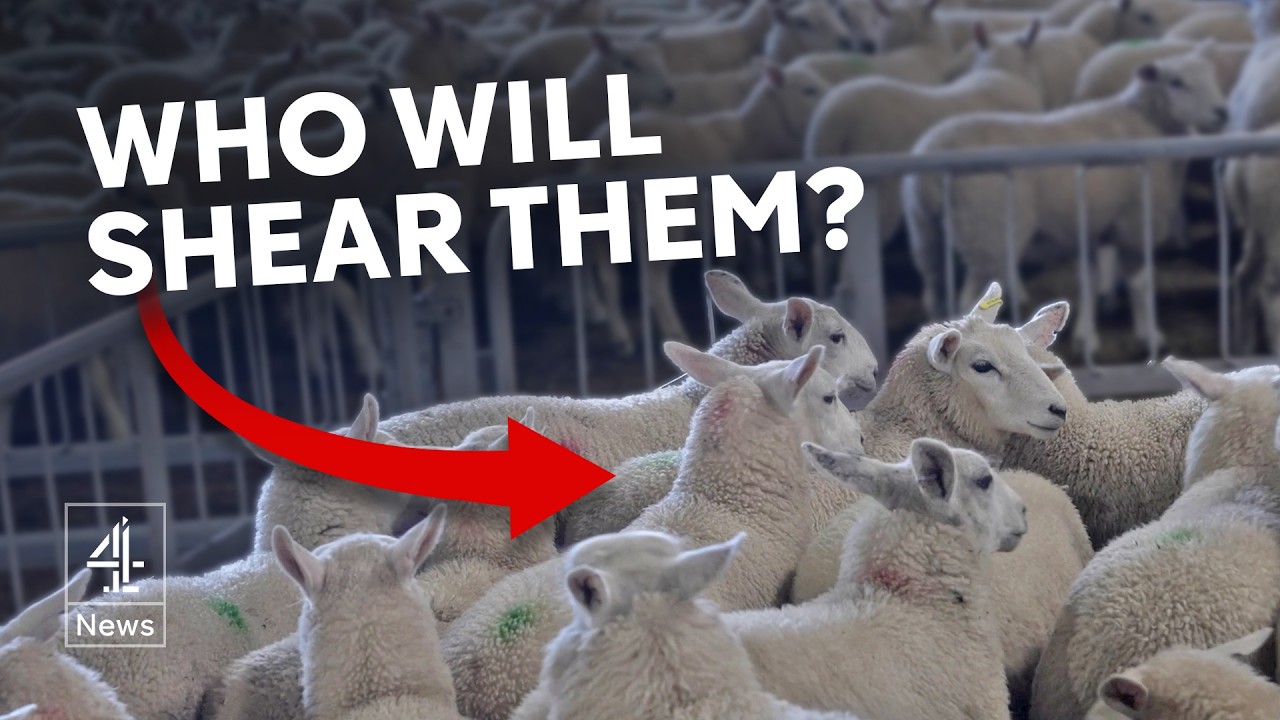 Why sheep shearing is in danger in UK