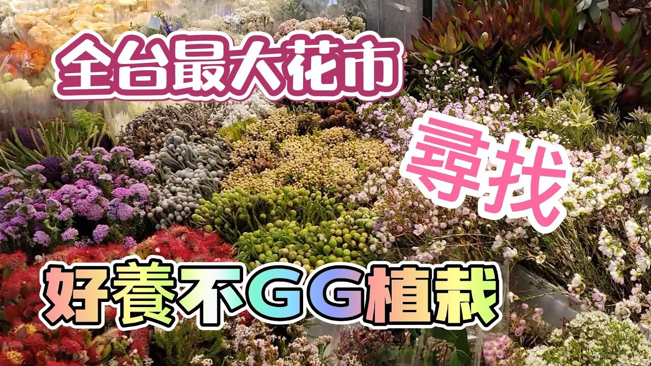 全台最大花市．尋找【好養不GG植栽】#台北花市 #內湖花市| Taipei Flower Wholesale Market |