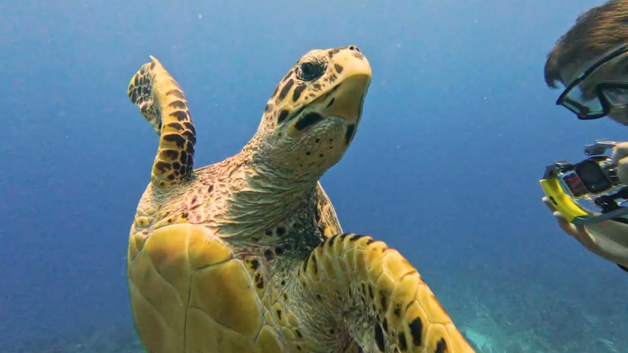 Belize Barrier Reef | Brian & Lillian | May 2025