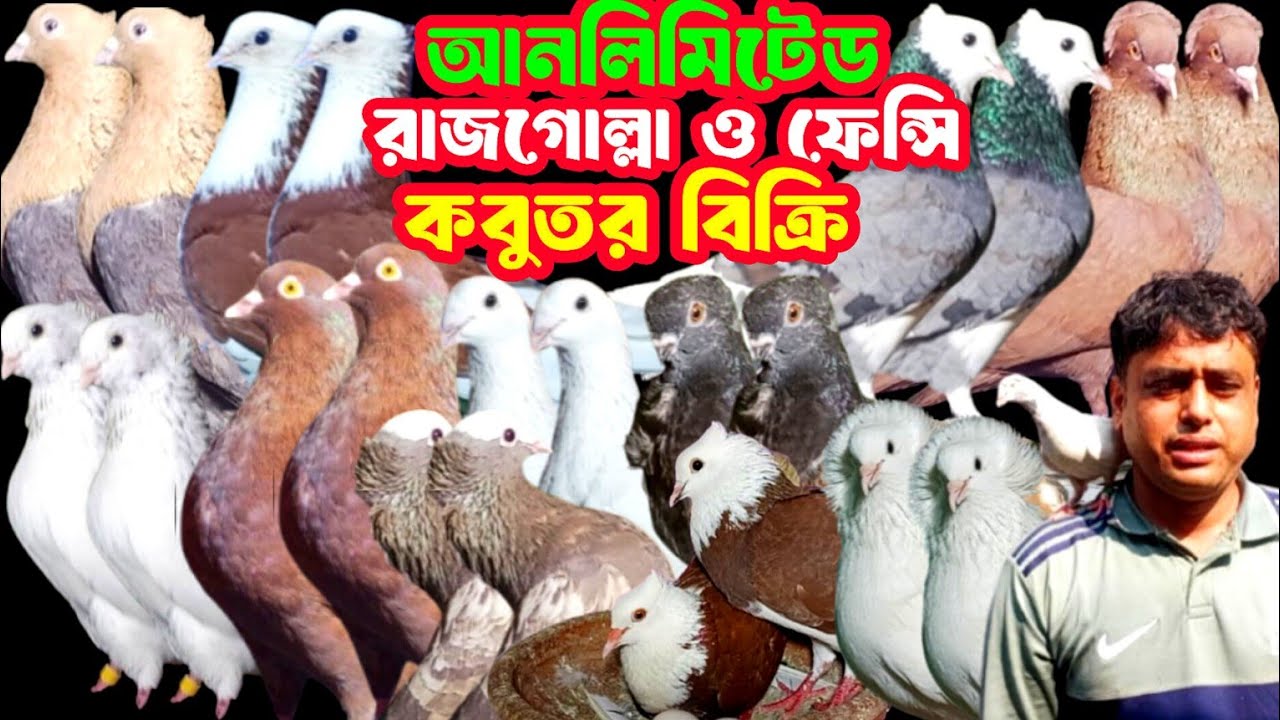 আনলিমিটেড কবুতর কালেকশন রাজগোল্লাসহ বিভিন্ন ধরনের ফেন্সি কবুতর বিক্রি হবে #কবুতর