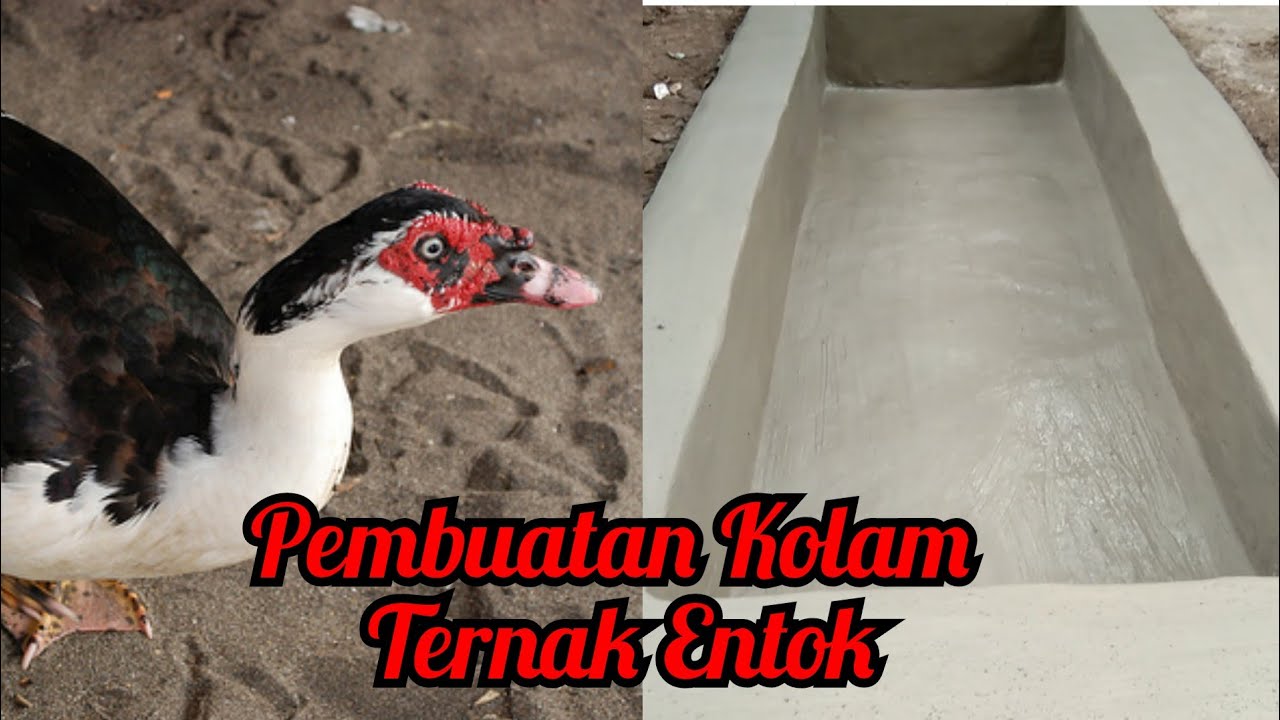 Pembuatan kolam peternakan entok
