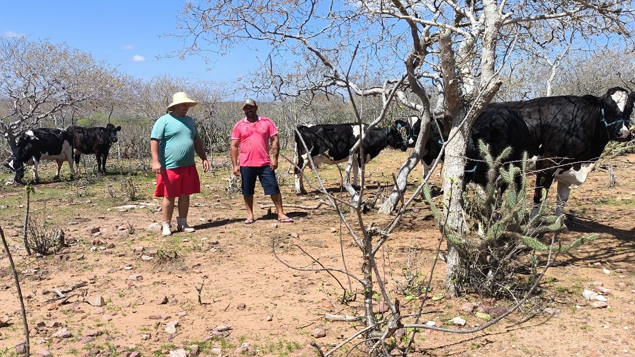 LUCA INSEMINA TODAS  SUAS VACAS E AINDA INCENTIVA MOISÉS A FAZE O MESMO OS 2 PRODUZ 1.000 L DE LEITE