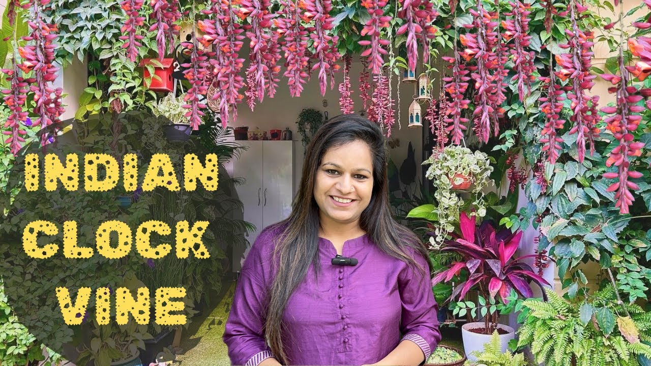 Indian Clock Vine:Rare flowering climber for winter and Spring||Thunbergia coccineum||Sehra Bel