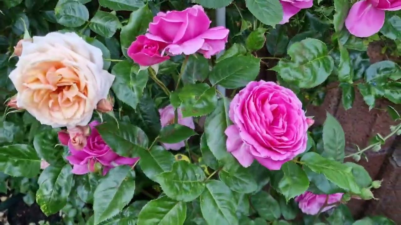 Роза #Naomi #Наоми символ изысканности #Poulsen #Renaissance #shrub #НаомиРенессанс сезон 2023.