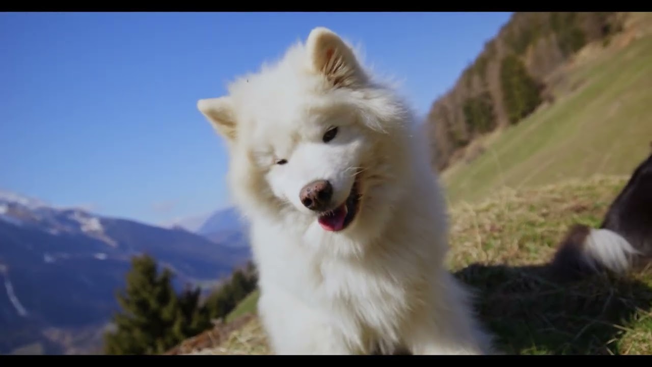 Healing music for deep sleep, listened to next to your dog│Puppy Calm Lab
