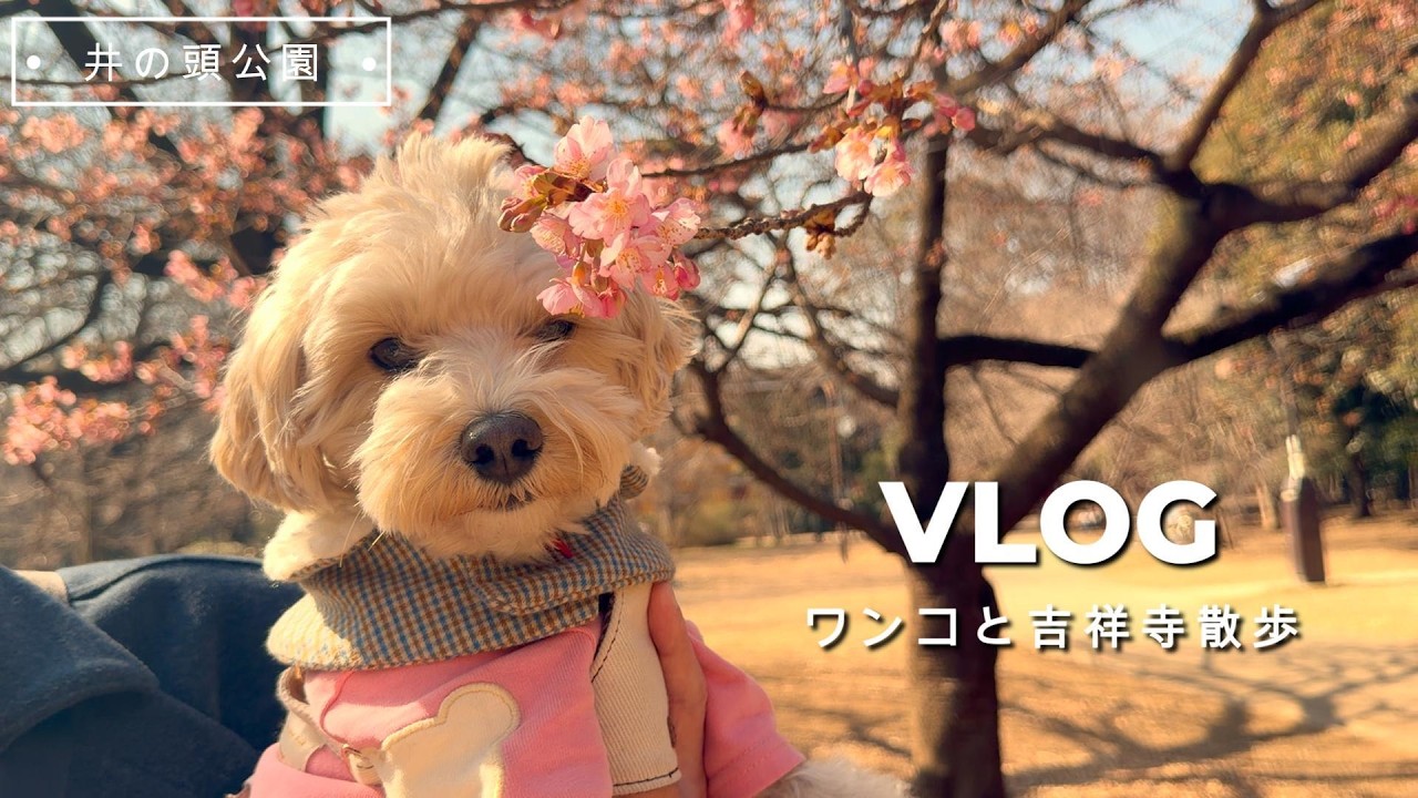 【VLOG】犬と吉祥寺さんぽ🐶｜カフェでコーヒーと井の頭公園の早咲き桜