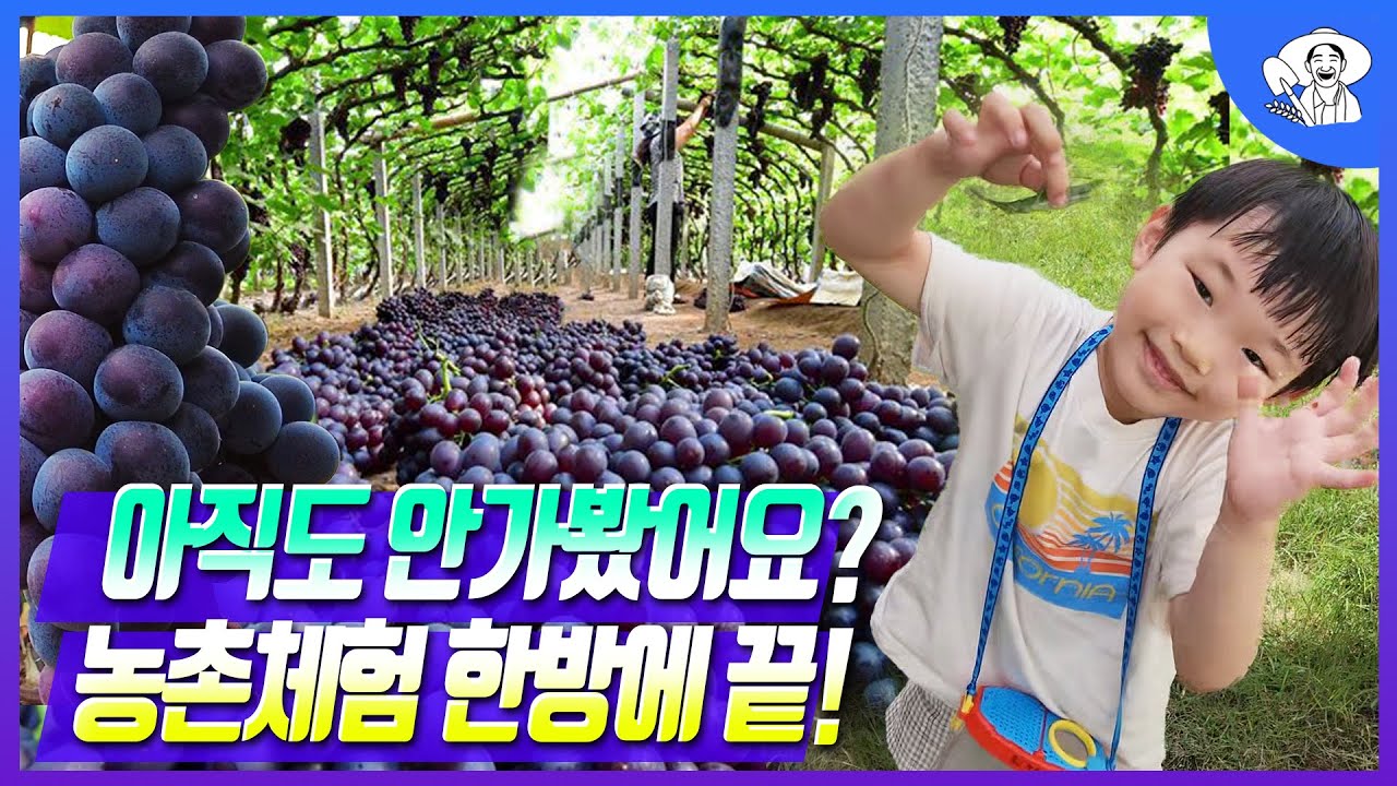 포도수확, 와인만들기, 황토방, 시골밥상 농촌체험 모두 가능한 만족도 높은 농장. 작목반장 추천