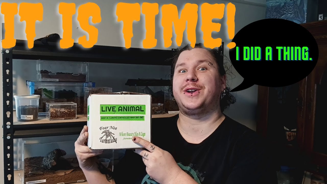 I did a thing!.......Unboxing from Fear Not Tarantulas!