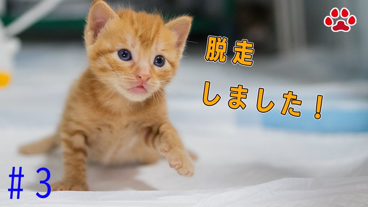 子猫たちの冒険とミルク時間｜安全対策でケージ引っ越し【瀬戸の3兄弟日記】