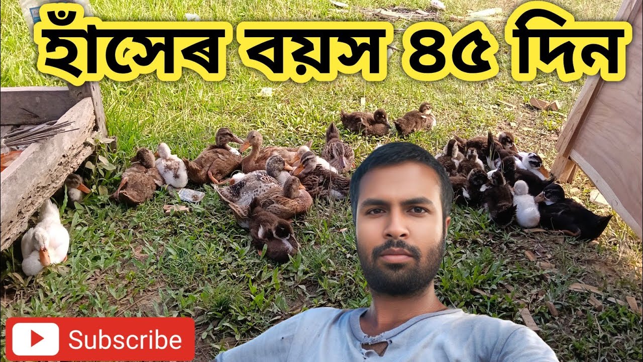 আজি হাঁসেৰ বয়স ৪৫ দিন//Ghoruwavlog 🦆🦆