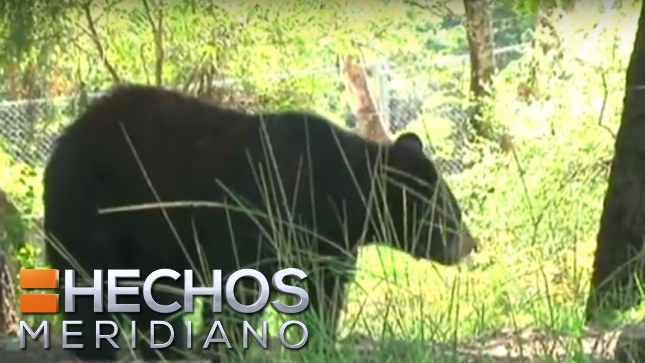 Oso negro peligra en México | Zona Verde