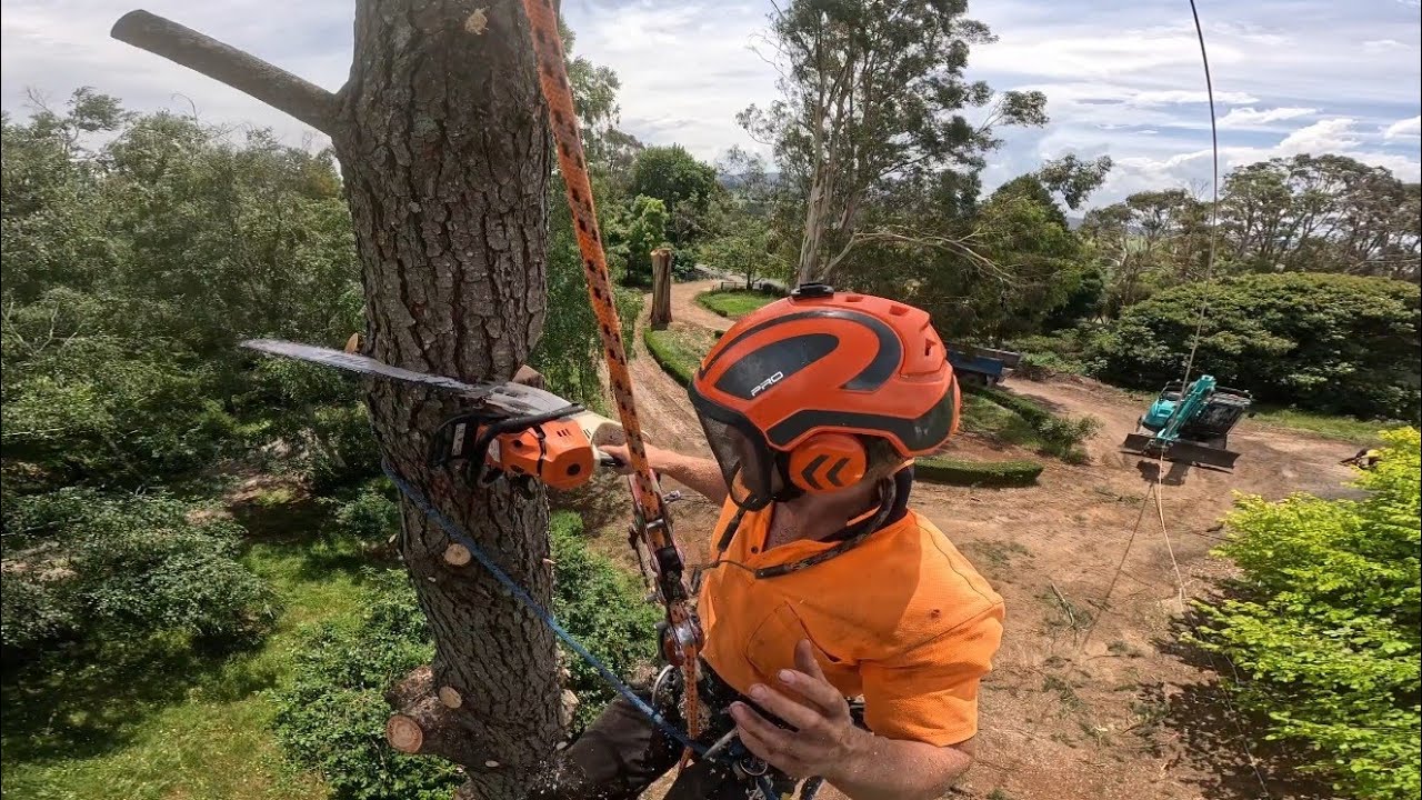 16 Tonne Excavator vs Big Pine Tree