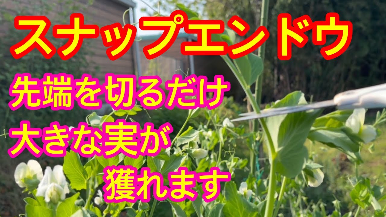 【スナップエンドウ】誰でも簡単にできる摘心で、今からでも収穫量がアップする方法を紹介します。摘心する場所やタイミング、どうすれば良いのかを詳しく解説しています。